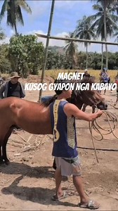 Congrats gyapon team magnet Bawi nlang sunod BANTAM PROMOTION #everyoneシ゚ #followersreels #follower #horses #viralvideoシ | Jojo Manuel