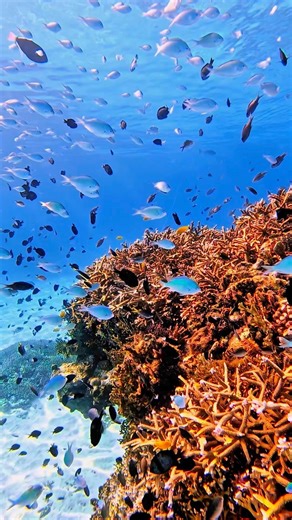 Haruka 𓇼沖縄の海を毎日お届け | 🪸 @haruka_okinawa_sea ここにしかない景色。 沖縄の水中が1番綺麗🐠🫧🌈 📍阿嘉島 北浜ビーチ #dory #paradise #coral #zamami #慶良間諸島 #okinawajapan | Instagram