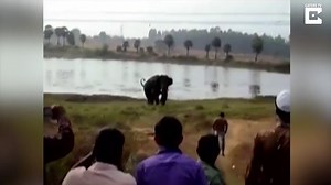 56-year-old man violently killed during elephant attack