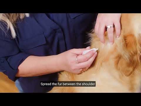 How to Use Wondercide Flea & Tick Spot On for Dogs + Cats – Made with Natural Essential Oils
