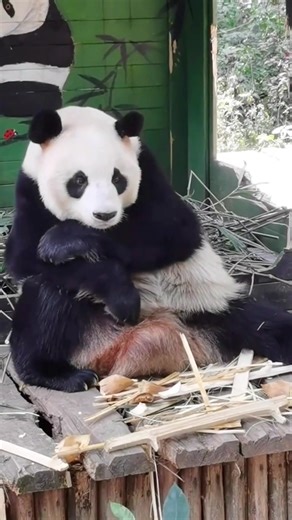 Charming Panda Bears: The Cutest Clumsy Animals in Nature