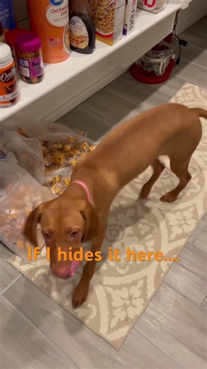 I will hides it here so nodoggie can find it!
