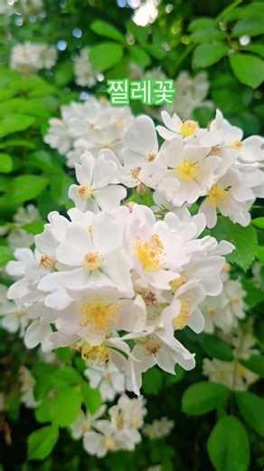 #찔레꽃 #봄꽃 #이명화 #셔플댄스 #연꽃결이 #운동하는여자 #이무환사부님 #쇼츠 #삼성전자 #ai #dance #shuffledance #cat #189 #골프 #이명화 #당뇨