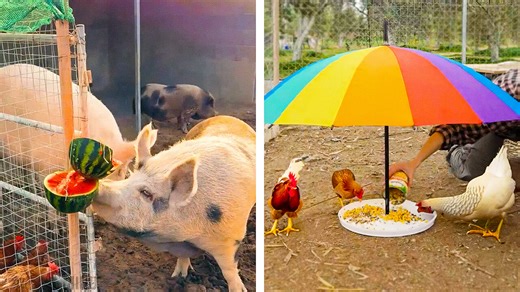 ¡cría animales como un profesional con estos trucos de granja! 🐄 | Bella y Genial