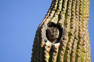 5 Animals That Make Homes in Cacti