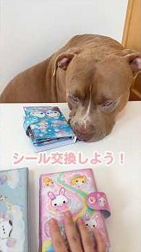 I exchanged stickers with Ray the Pit Bull! Is the rate correct? [Pit Bull] #shorts