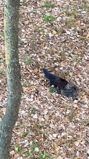 Pennsylvania FISHER. TURKEY, PORCUPINE or WOODCHUCK predator? #wildlife #nature #hunting