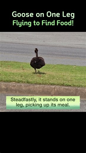 Goose on One Leg, Flying to Find Food!