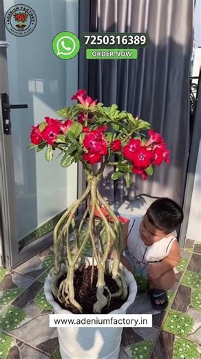 Buy Imported Designer Adenium Plant Online 🪴 #adenium #plants #flower #garden
