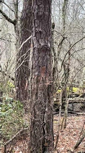 Spring peepers (frogs) sound