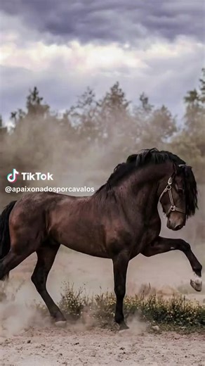 Videoclipuri postate de Luminita Bobe (@luminitabobe) cu sunet original - Luminita Bobe