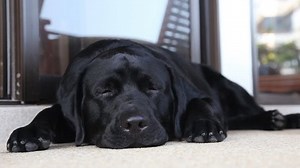 black labrador puppy sleeping pn the floor