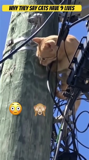 😱Electricuted Cat Survives Electrical Shock #shorts
