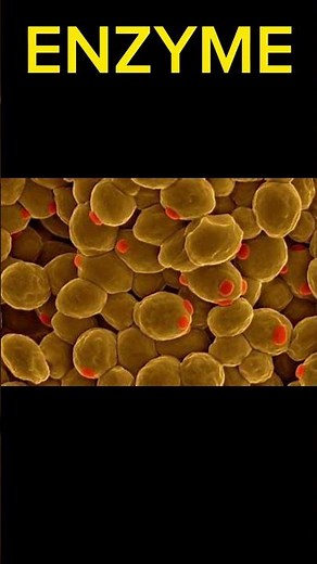 Enzymes | Enzyme simple definition #shorts #biology