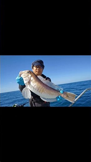 シロアマダイ #釣り #アマダイ#白甘鯛 #釣り