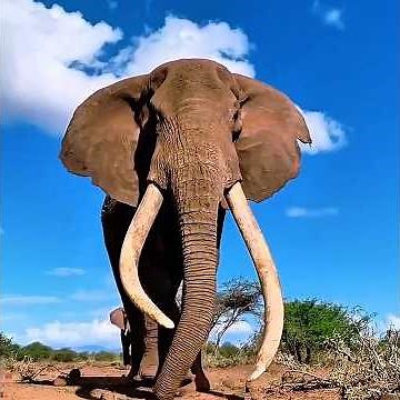 The Shocking Truth About Elephants and Jumping #shorts #wildlife