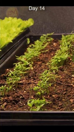 Growing Parsley Microgreens #microgreenssalads