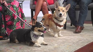 Denver Mini Derby features mini horses, corgi race