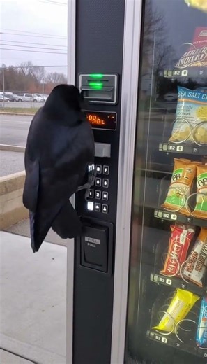 crows actually have an IQ #vendingmachine