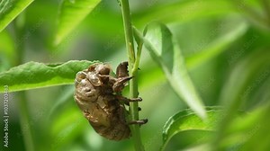 Cicada Exoskeleton - Close-up of an empty cicada shell clinging to a plant stem in the summer. Stock Video