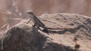 Сalifornia dragon. Western fence lizard (Sceloporus occidentalis) is a common North American lizard.