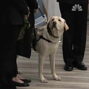 222K views · 2.8K reactions | WATCH: Sully, a service dog for the late President George H.W. Bush, has started his next assignment at Walter Reed National Military Medical Center. https://bit.ly/2UbDm8S | NBC News | Facebook
