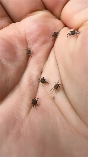My Red Devil Vampire crabs (Geosesarma hagen) had babies! It's definitely time to set up the fully decked-out palladium ASAP! These curious little animals can sometimes be quite bold. Vampire crabs (Geosesarma sp.) are tiny little crustaceans that live terrestrial lives close to bodies of fresh water where they reproduce. This species is endemic to Indonesia. Vampire crabs have quickly become popular pets as they are a freshwater species and can easily be kept in a paludarium setup consisting of