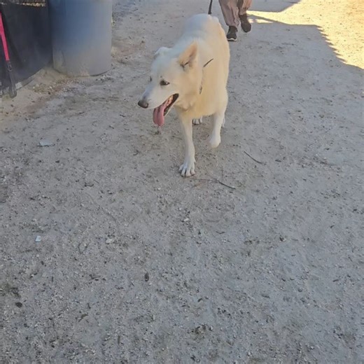 Golden Years Dog Sanctuary on Reels | Facebook