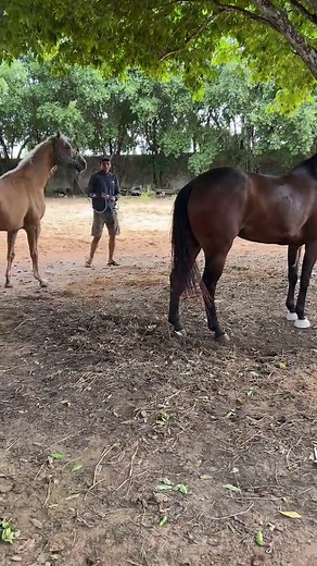 Cavalos em Reprodução: Entenda Como Funciona