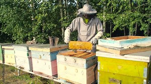 Small business and organic food production concept. Beekeeper on apiary is working with bees and beehives on the apiary