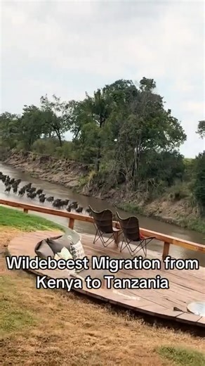 African Safari Guide | The wildebeest migration in Tanzania is a year-round, circular movement of over 1.5 million wildebeest, zebras, and gazelles through the... | Instagram