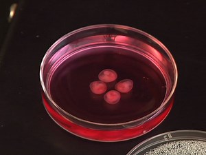Mouse Embryonic Development in a Serum-free Whole Embryo Culture System
