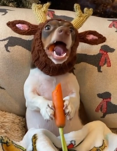 2.9K views · 10K reactions | Te amo renito come zanahoria 歷凌殺 | Glamour Pets | Facebook