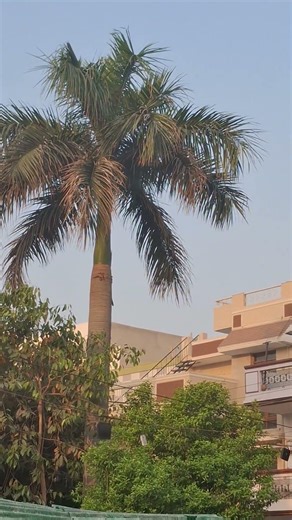 “Subah ki pehli awaaz – koyal ki kuhoo 🖤🌿” #nature #naturelovers #shorts