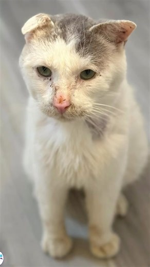 Colton update! Colton was a starving “Not-My-Cat” / “Community Cat”. No one owned him. He was a stray. When we accepted him in, he was too malnourished to be neutered or vaccinated. After a month he was fully vetted, and after some healing he was adopted! Please care for the “Not My Cats” in your area #feed #spayandneuter #stray #cats #trending #thisisrescue #passion #love #teamwork #furballfarmcatsanctuary #fyp #share #socialmedia #viral #video #catlovers #donate | Furball Farm Cat Sanctuary