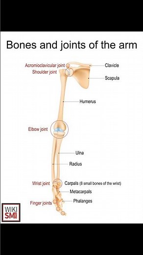 🦴 Joints of the Human Body Explained #anatomy #ortho #meded #ATC #physio #chiropractor