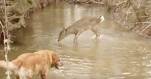 Man Films Deer's Antics As He Attempts To Attract Dog's Attention