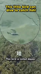 🐦This little bird can dive to catch fish!😺 At the 📍Siguniangshan Scenic Area in Sichuan, China, a small bird that dives underwater to hunt fish has amazed tourists. It is called the dipper, which usually inhabits clear and fast-flowing mountain streams in forests and open areas above 1,500 meters. ⛰️ They often search for insects along streams, rocks, or shallow shores, and sometimes even forage underwater—a true diving expert!👍 | Jimu Focus
