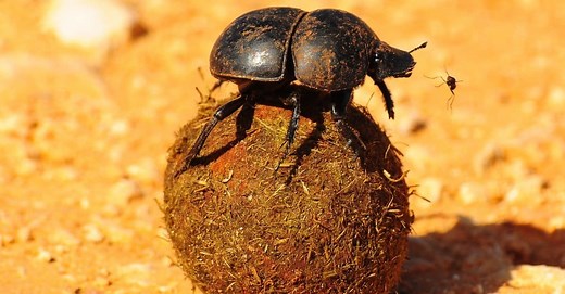 What Do Dung Beetles Eat?
