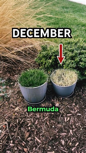 Fescue vs Bermuda in December #lawn