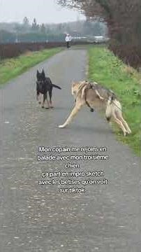 c’est mon copain et ma chienne en face. bonus mon chien loup ne sait pas ce que ça veut dire "attaq