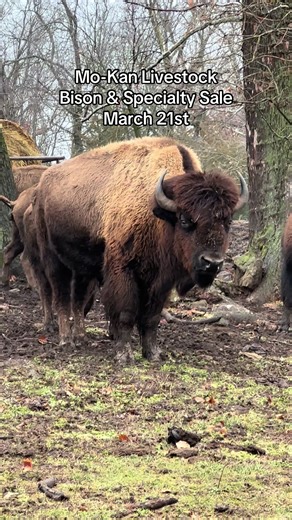 Call today to consign!! Mo-Kan Livestock Bison & Specialty Sale March 21st Accepting consignments of Bison, Zebras, Mini Cattle, Donkeys, Ponies, Emus, Ostriches, etc. Consign early so we can advertise for you!!