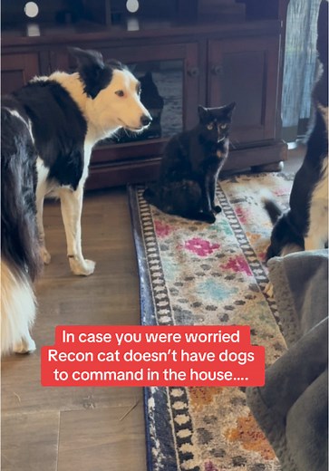 Recon Cat's Hilarious Commands for Border Collies
