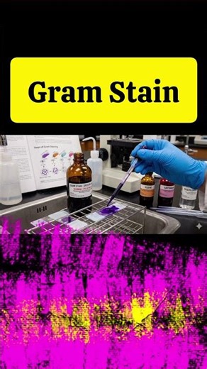 What is gramstain and why do we do it? Part 1#biologyeducation #science #gramstaining #microbiology