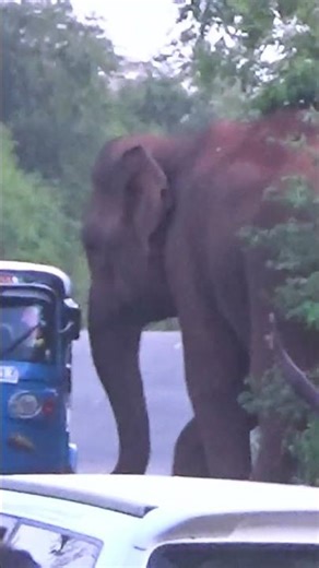 Elephant Danger Zone!