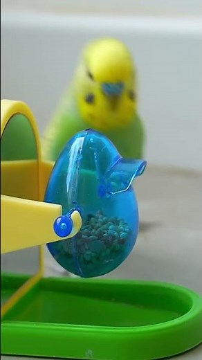 This Amazon bird toy is SO COOL