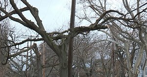 Councilman wants tree trimmers held accountable