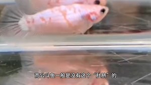 斗鱼怎样分公母，一看就知道