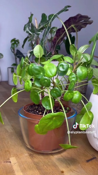 Bottom Watering Plants: A Musical Appreciation 💚