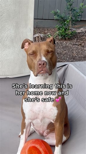 351K views · 6.9K reactions | Found My New Rescue Dog Sitting Outside in His Old Bed With Her Toy… She Feels Safe Here  #rescuedog #doglover #fblifestyle #staffy | Amos Pearce | Facebook